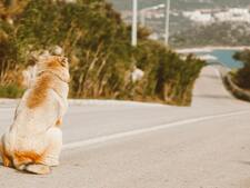 En France, un chien abandonné sur trois est laissé dans la nature