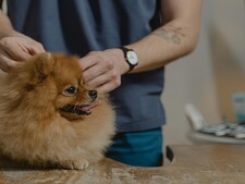 “J’ai trouvé une tique sur mon chien” : comment savoir s’il a attrapé la piroplasmose ?