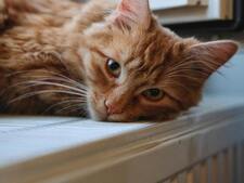 Mythes et réalités du chat roux : la couleur du pelage influence-t-elle réellement le comportement ?