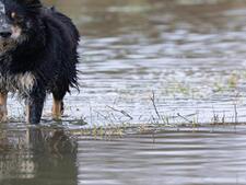Au coeur de la tempête Nils, des animaux sauvés et protégés