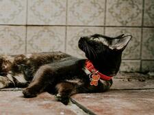 Et si le collier de votre chat nuisait à son bien-être ?