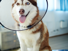 90% des chiens de ce pays sont assurés : pourquoi les Français protègent si peu leur compagnon ?