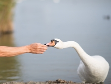 Comment nourrir les cygnes et les canards ?