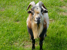 Accueillir une chèvre : le tuto pour bien réussir son installation (photos)