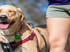 10 astuces simples pour rafraîchir son chien, son chat, ou son lapin en période de canicule