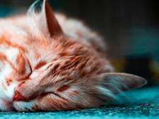 On sait pourquoi vos animaux détestent le changement d'heure et comment régler le problème