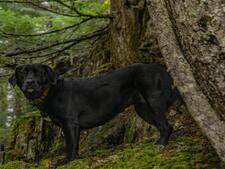 Tiques : cette zone que personne ne vérifie chez son chien