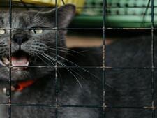 Frais vétérinaires : la hausse pousse à l’abandon et met les refuges sous pression