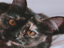 Les chats écaille de tortue ont-ils vraiment mauvais caractère ?