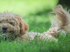 Pomsky, Labradoodle, Cockapoo : pourquoi ces chiens “tendance” ne sont pas de vraies races