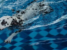 Votre chien aime la piscine ? Les dangers à connaître avant de le laisser nager