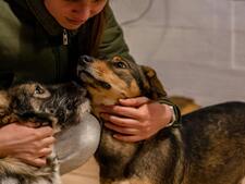 Le guide de l’adoption : comment choisir entre chat, chien ou NAC ?