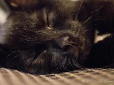 Un chat parcourt 300 km en 12 ans pour retrouver sa famille