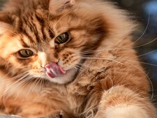 Le Maine Coon séduit autant qu’il impressionne : le secret de son succès