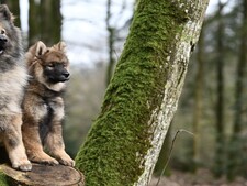 Et si le meilleur éducateur de votre chien était... un autre chien ?