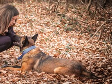 Berger Belge Malinois : avez-vous le bon profil pour l'adopter ?