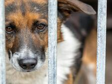 En Belgique, des mesures pionnières contre la maltraitance animale voient le jour