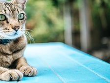Guide d’adoption du chat : 7 conseils avant d’adopter
