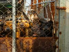 Quand vouloir sauver des animaux se transforme en maltraitance