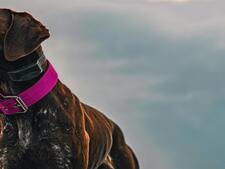 Objets connectés pour animaux : gadget ou vrai atout pour leur bien-être ?