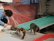 15 actions concrètes pour sauver des animaux et aider une association de protection animale