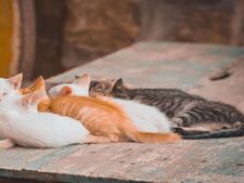 Chatons abandonnés en vacances : les bons réflexes avant d'agir