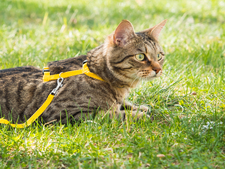 Sortir son chat en harnais : la fausse bonne idée