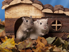 Ce qu’il faut savoir avant d’adopter une gerbille