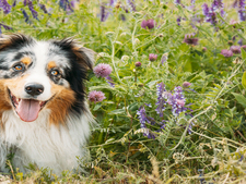 Guide d’adoption du chien : tout savoir avant de se lancer