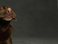 Chocolat de Pâques : éviter le danger pour vos chiens et chats