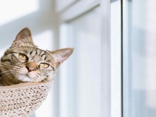 Chat en appartement : Comment garantir son bien-être ?