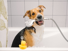 7 conseils pour bien laver son chien
