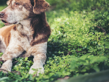 Adopter un chien senior : 7 bonnes raisons de se lancer
