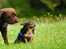 Les 5 bonnes questions à se poser avant d’adopter un second chien