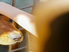 Adoption : pourquoi l’été peut être le bon moment pour accueillir un animal