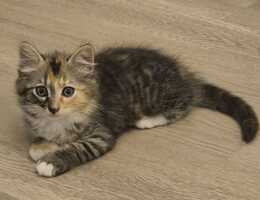 Adopter  chat : Nima