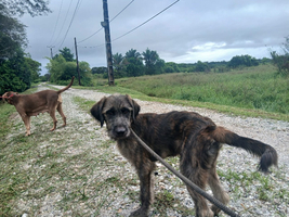 Adopter  chien : Ares