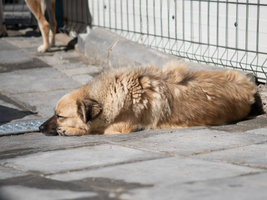 Adopter  chien : Jango