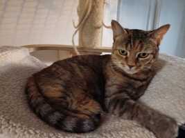 Adopter  chat : Duchesse 