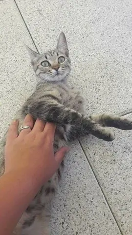 Au bonheur des chats : le neko café solidaire