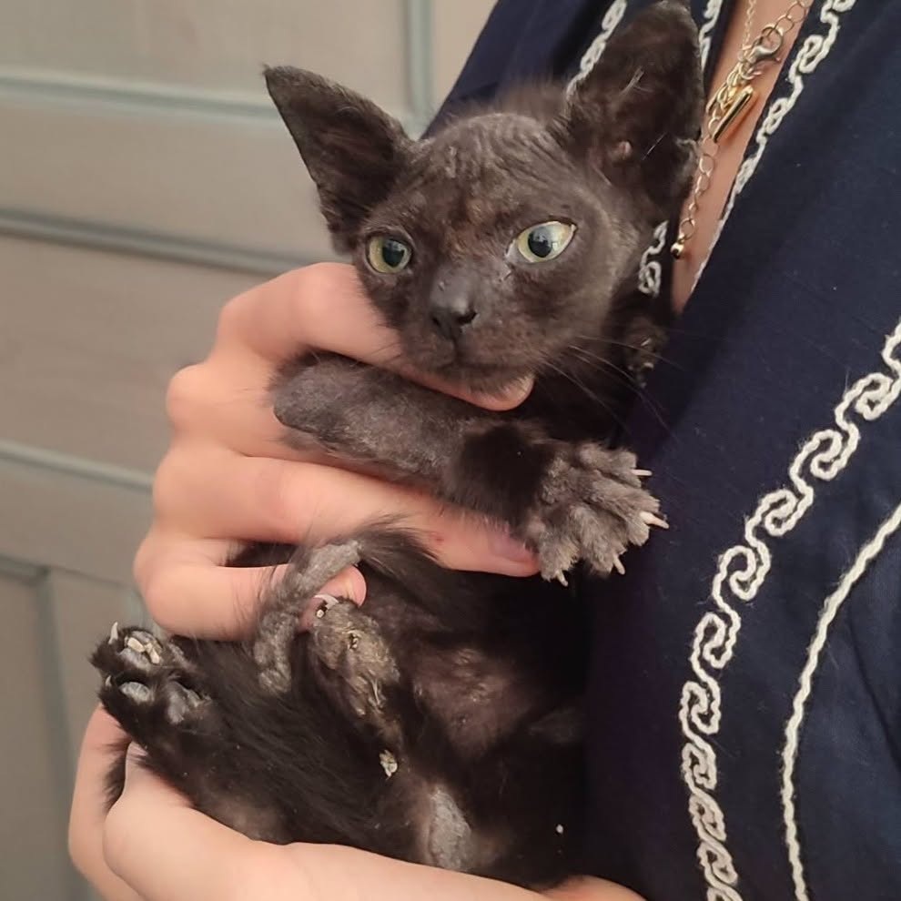 Adopter ACTI