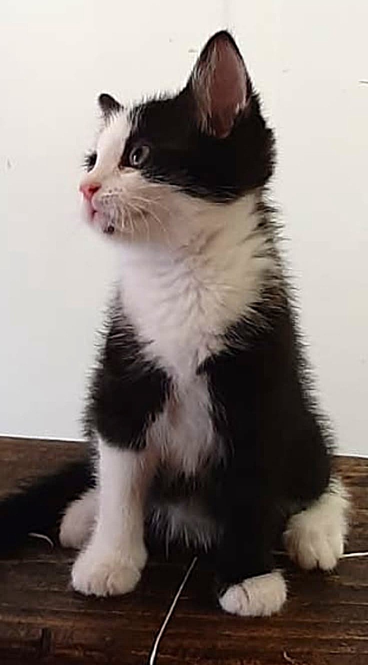 Adopter Mily