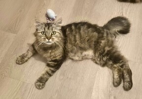 Adopter  chat : Vély
