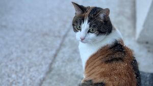 Incroyable mais vrai : comment les chats rapprochent les citadins