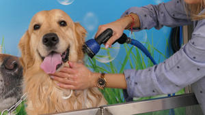 Stations de lavage pour chiens : pourquoi en abuser peut nuire à leur bien-être