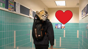 Faire adopter des chiens de refuge sur Instagram : découvrez la méthode de cet influenceur