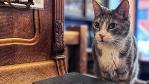 Bars à chats : peuvent-ils concilier bien-être animal et adoption ?