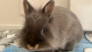 Produits ménagers : l'Europe interdit enfin les tests sur les animaux