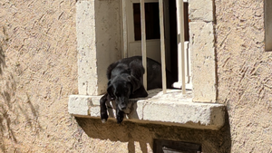 Peut-on adopter un chien quand on travaille toute la journée ?