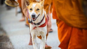 Découvrez Aloka, le chien errant devenu star virale d'une marche pour la paix de 3 700 km (vidéo)
